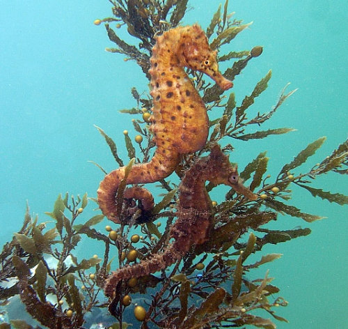 Pictures Of Seahorse - Free Seahorse pictures 