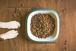 cheap and best dog food in India