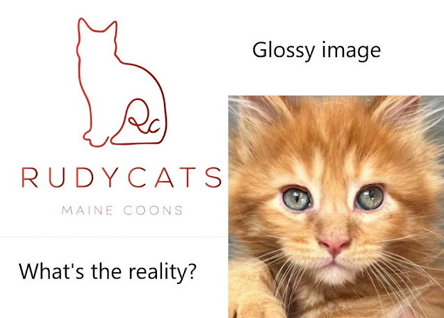 RudyCats Maine Coon breeders accused of cruelty, fraud and cruelty
