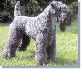 Kerry Blue Terrier Dog