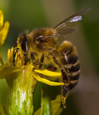 FOTOGRAFIAS DE ABEJAS EN FLORES - PHOTOGRAPHS OF BEES IN FLOWERS.