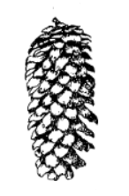 Ель аянская / Ель иезская (Picea ajanensis, =Picea jezoensis)