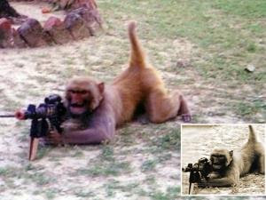 Video Taliban Latih Monyet untuk Menembak musuh dunia 