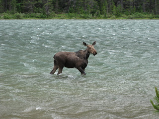 Fishercap moose