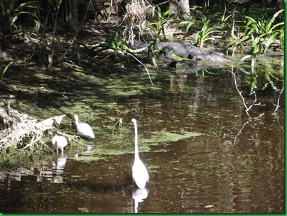 Fakahatchee,  Collier-Seminole, Pather NWR & Chokoloskee 085