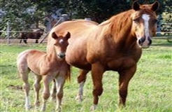Heredity-Inheritance