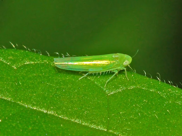 Leafhopper