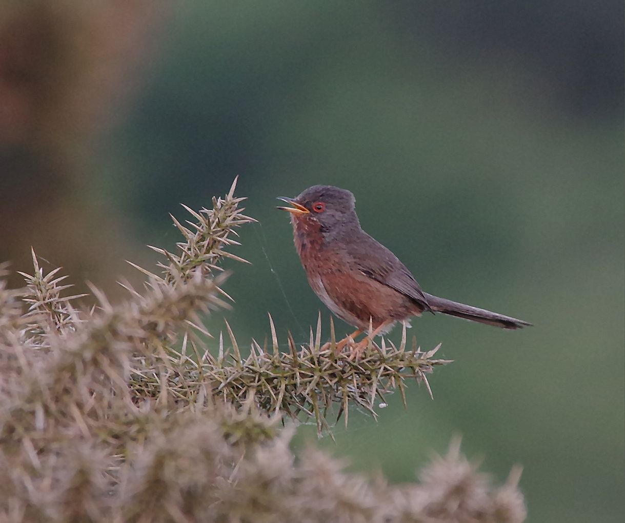 Birds of the Heath: Photographic garden bird list!