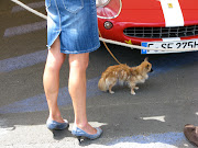 Definitely a Parisien dog from a very fashionable Paris arrondissement. (le mans dog)