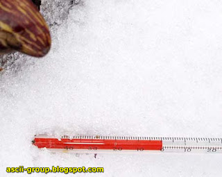 نبات يذيب الثلج بحرارته حتى يعيش Plant melt snow