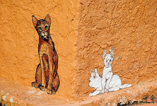 Cidade tem street art com pinturas de gatos