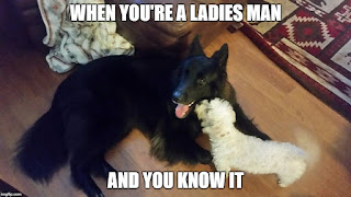 dog meme