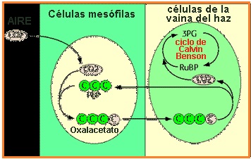 BIOLOGI GONZAGA ASIMILASI TUMBUHAN CAM