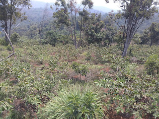 Pearl Guava Field