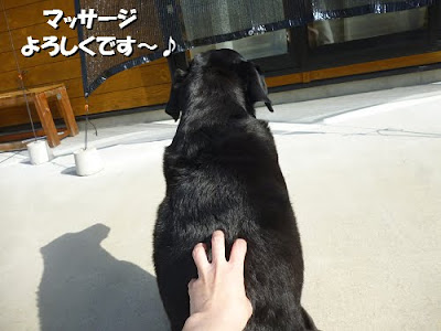 25 ++ 背中を向けて座る 327106-犬の行動 背中を向けて座る