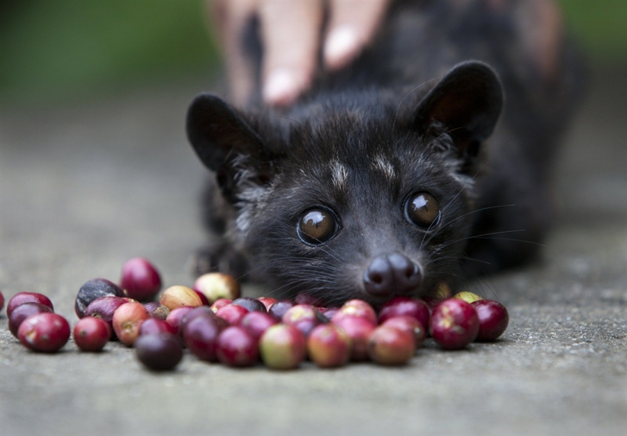 Luwak Coffee