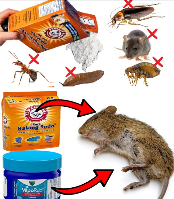 Natural Mouse Repellent: 7 Tips to Keep Mice Away from Your Home