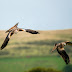 Essential Nikon camera settings: 2. Focus Tracking