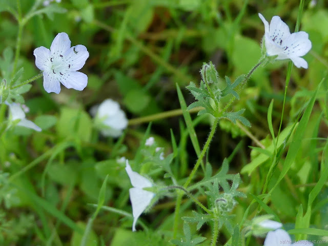 white flower with blue spots on the veins