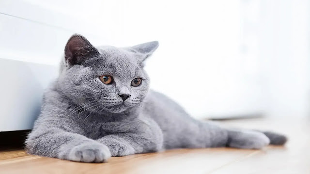 Blue American Shorthair Cat