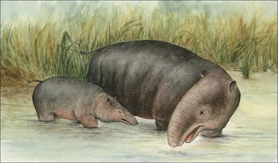 Barytherium