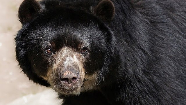 Mulher esmurra urso para proteger cachorro de estimação; confira desfecho