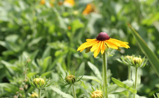 Rudbeckia Hirta Flowers Pictures