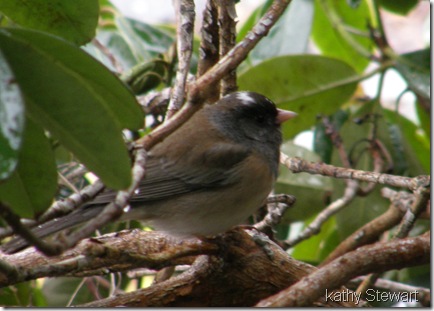 Junco