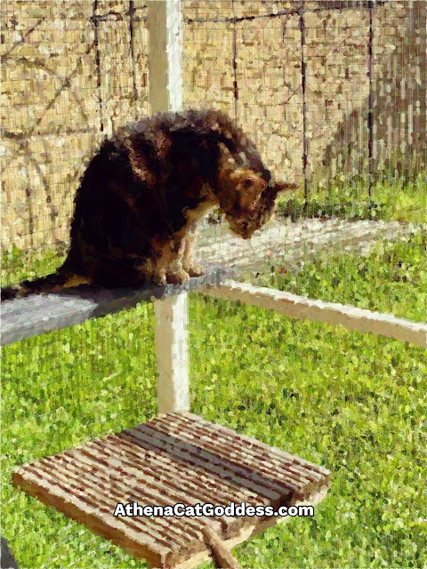 tabby cat in the catio