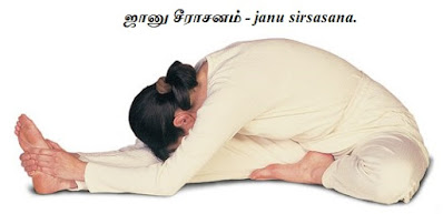 janu sirsasana