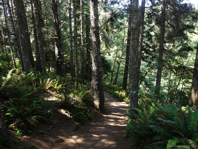 Sitka spruce and ferns