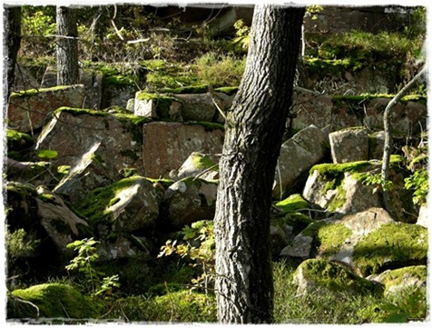 11 skogen