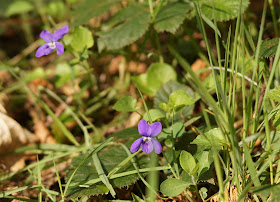 wildflowers in the woods in spring Norfolk