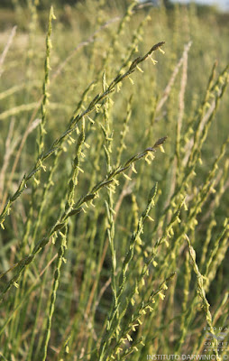 flora de la pampa agropiro criollo