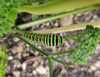 A beautiful caterpillar; a swallowtail maybe?