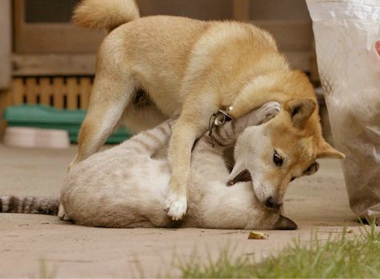 funny cat and dog