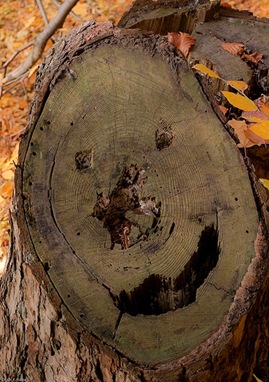 1 happy smiley tree The Happy Tree