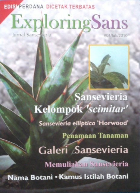 Sansevieria Surabaya Sansevieria Pameran Sansevieria 