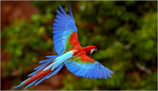 Beautiful Birds Wallpapers