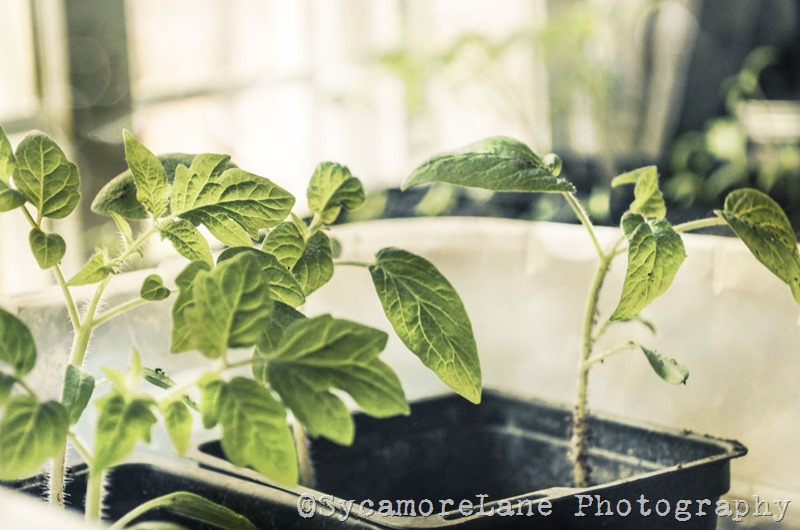 Starting tomatoes-SycamoreLane Photography