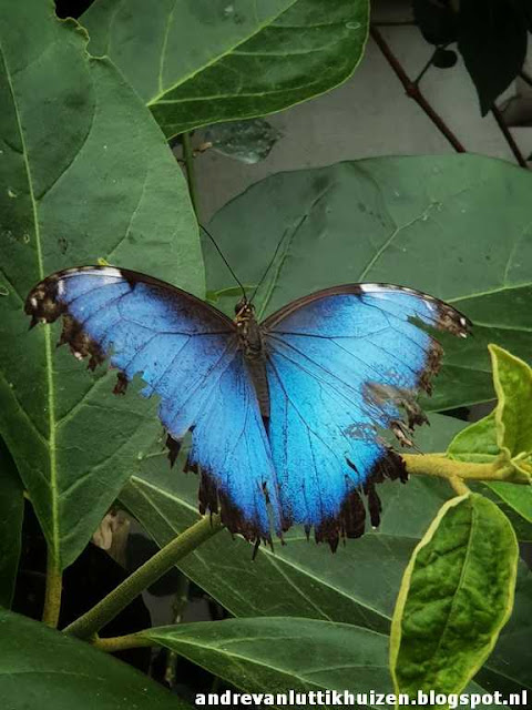 Blue morpho