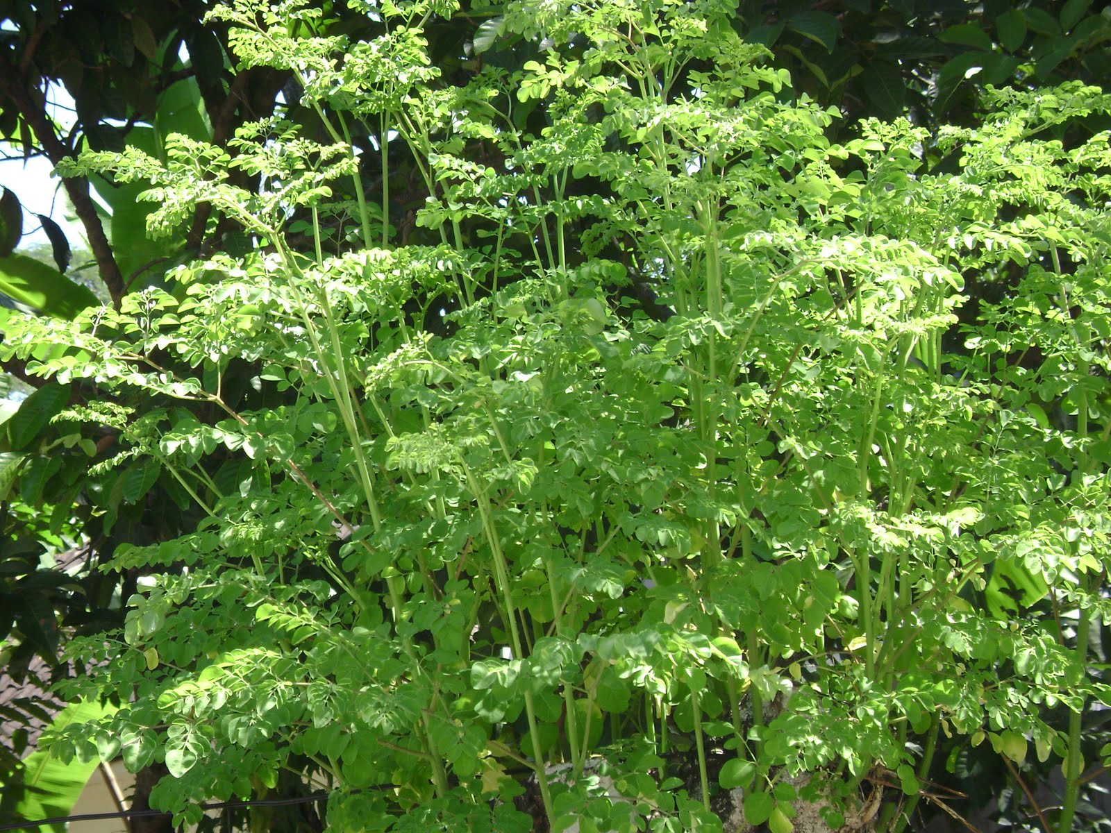 Cara Menanam Pohon Daun Kelor dengan benar