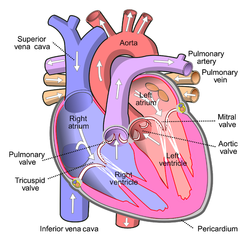 Difference between Tri-cuspid and mitral valve