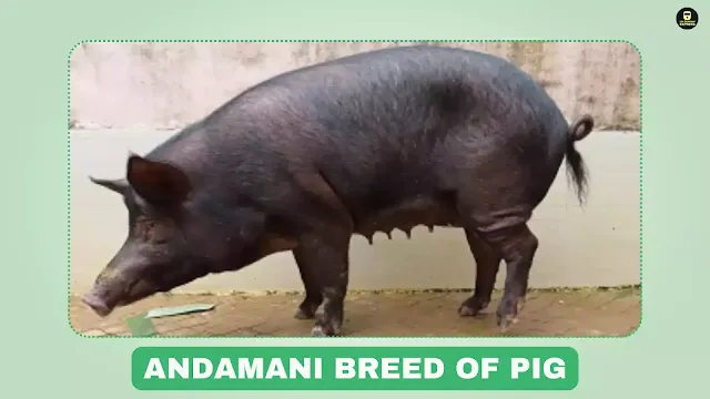 Andamani pig, meat pig, Andaman & Nicobar Islands pig breed, sturdy pig, black coat pig, low-input management system, pork