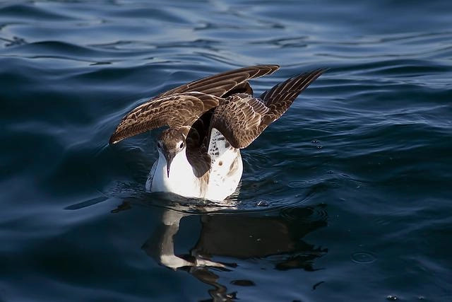 shearwater information