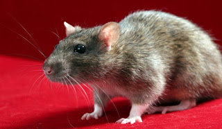 how to remove rats from home