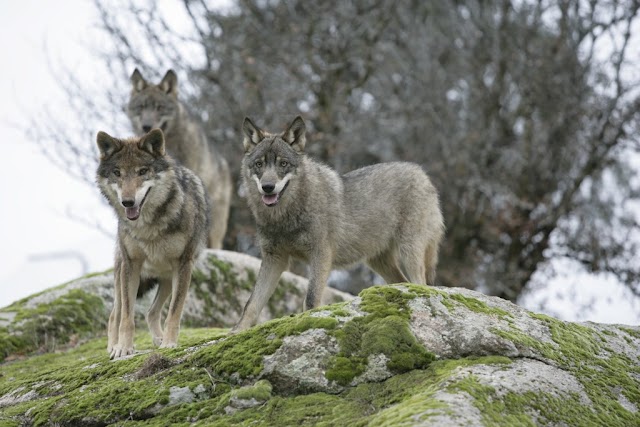 Aumenta a proteção do resiliente lobo ibérico na Espanha
