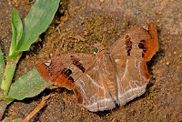 Abaratha angulata
