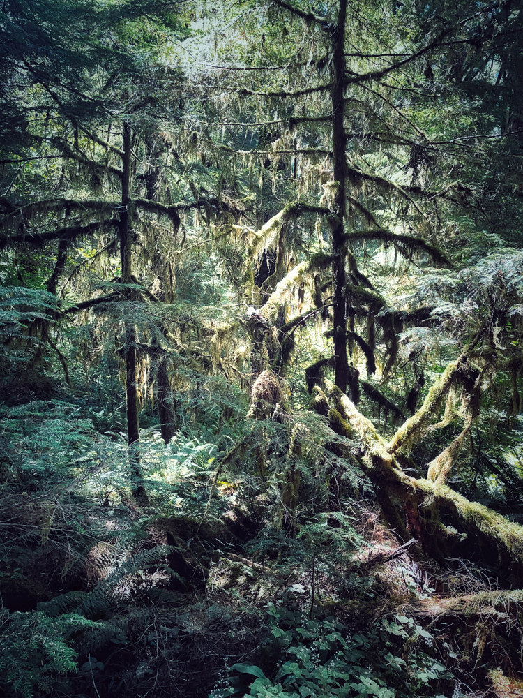 Photo of moss and trees at the Olympic National Park