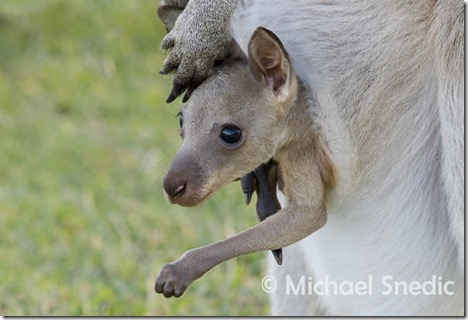 kangaroo